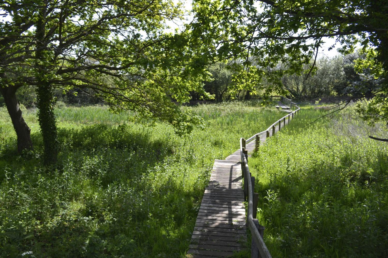 Munsley Bog Boardwalk